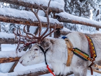 Traditional Lapland Reindeer Safari